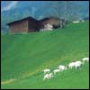 The Shepherd